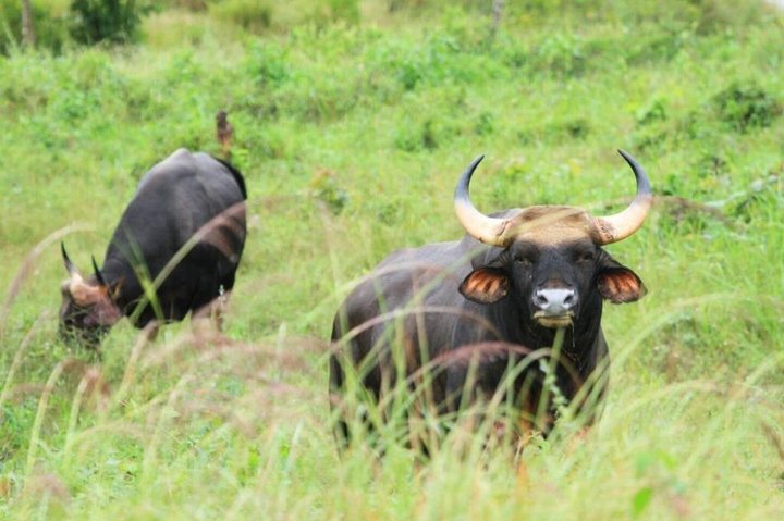 Elephant and Wildlife Watching in Kuiburi National Park - Private Afternoon Tour