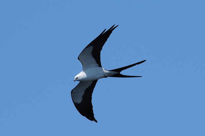 Marco Island 2 hour Dolphin, Birding and Shelling tour