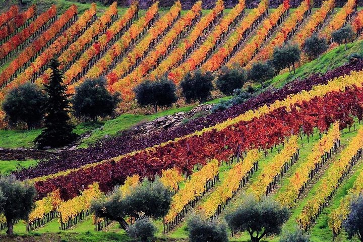 Douro Valley Tour: Wine Tasting, Cruise and Lunch from Porto