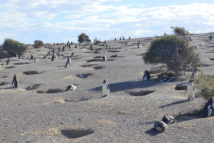 Punta Tombo Tour, the Penguin Experience