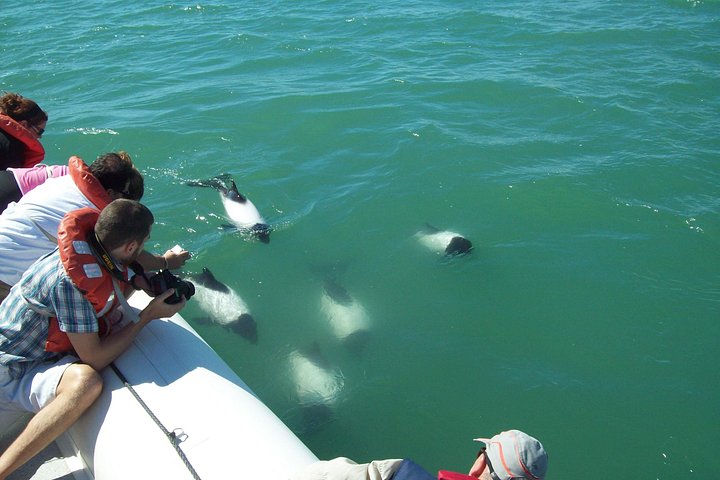 Punta Tombo Tour, the Penguin Experience