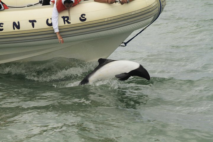 Punta Tombo Tour, the Penguin Experience