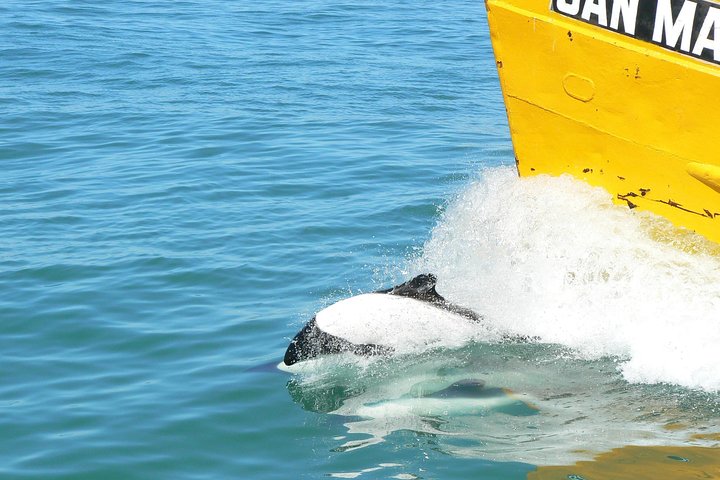 Punta Tombo Tour, the Penguin Experience
