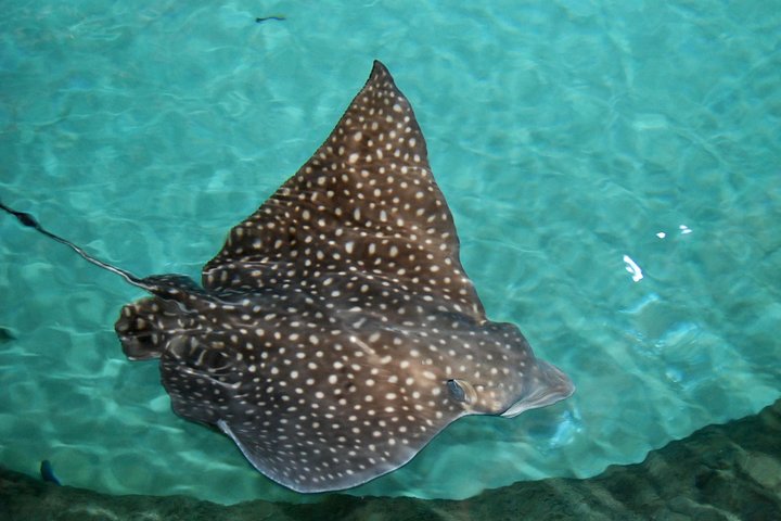 Shark and Wildlife Viewing Adventure in Key West