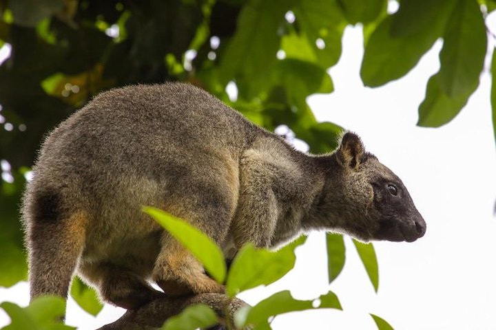Cairns & Port Douglas All-Inclusive 7 Days Touring Package