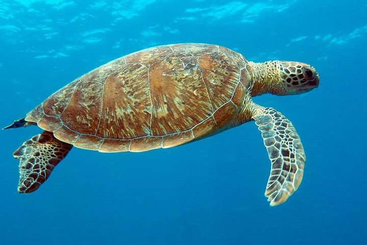 Cairns & Port Douglas All-Inclusive 7 Days Touring Package