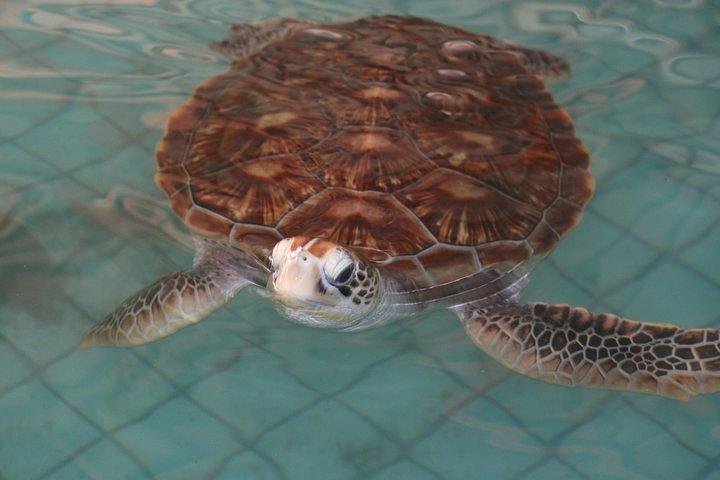 Khao Lak: Bamboo Rafting & Sea Turtle Conservation Center