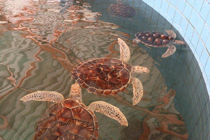 Khao Lak: Bamboo Rafting & Sea Turtle Conservation Center