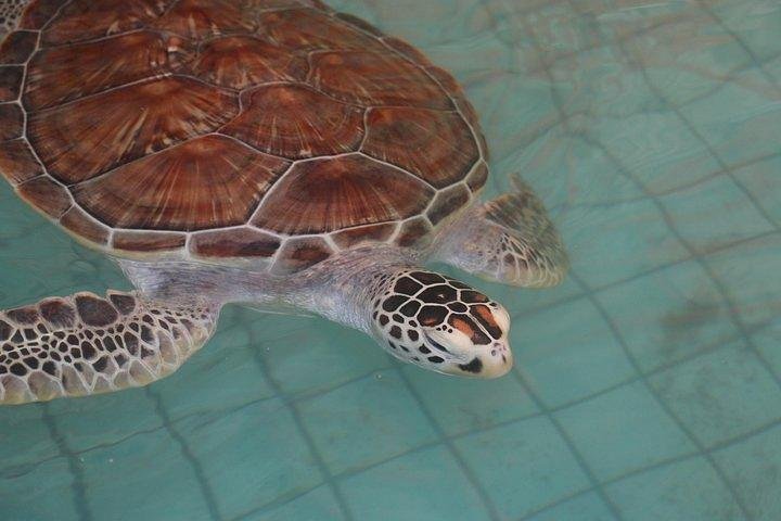 Khao Lak: Bamboo Rafting & Sea Turtle Conservation Center