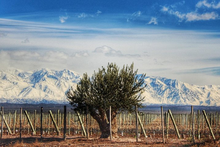 Malbec & Mountain Uco Valley Private Wine Tour with Gourmet Lunch