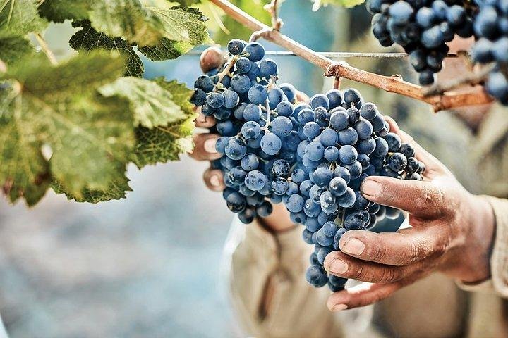 All Day, Small Group, Luxury Wine Tour with Gourmet Lunch