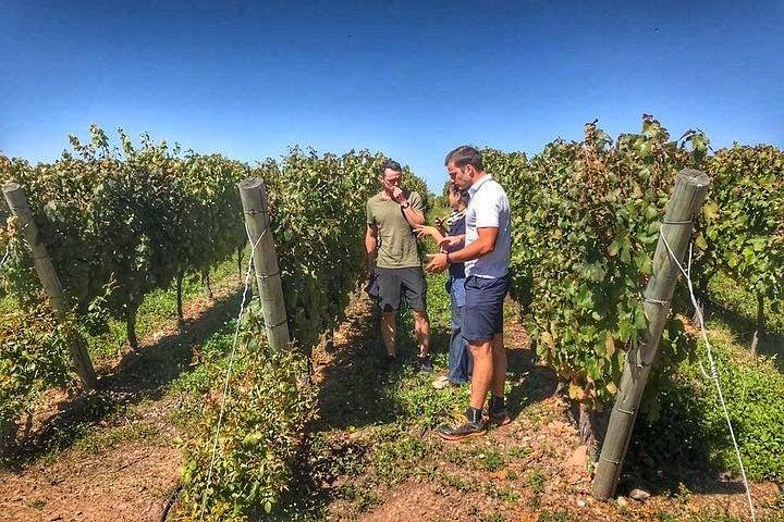 All Day, Small Group, Luxury Wine Tour with Gourmet Lunch