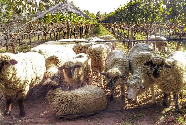 All Day, Small Group, Luxury Wine Tour with Gourmet Lunch