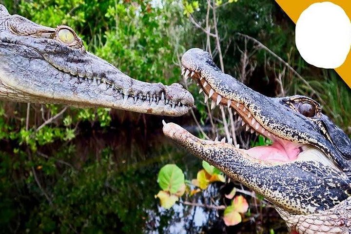 Full-Day Tour to Alligator Eco Park in Morena from Gwalior