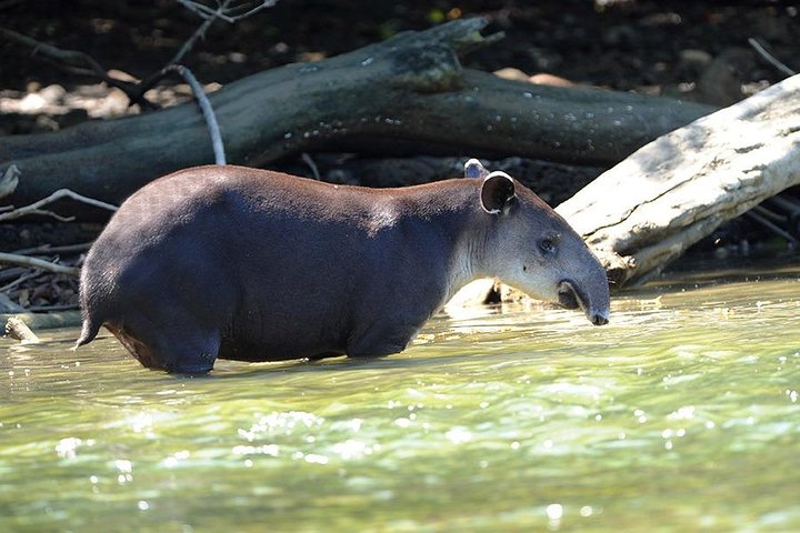 2 Nights in Drake Bay + Corcovado National Park