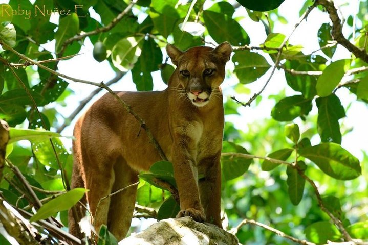 2 Nights in Drake Bay + Corcovado National Park