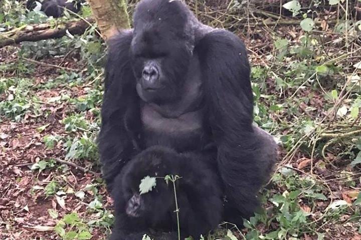 1 Day Gorilla Trekking Rwanda