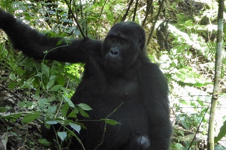 1 Day Gorilla Trekking Rwanda