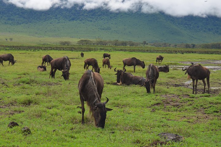 4 Days Tarangire ,Serengeti &Ngorongoro crater group Tour