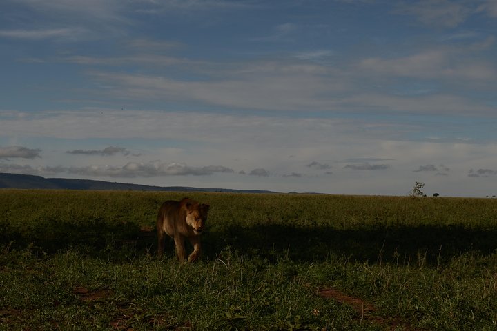 4 Days Tarangire ,Serengeti &Ngorongoro crater group Tour