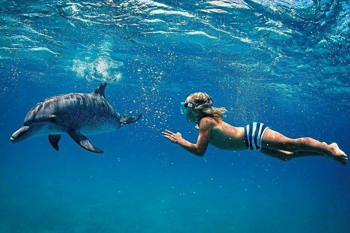 Dolphin Encounters, Ile aux Benitier & Crystal rock: Full-Day (Lunch & Transfer)