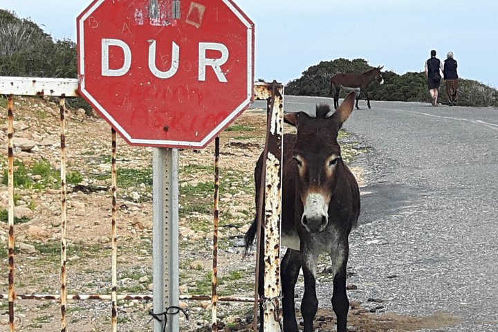 An unforgettable day in Karpaz Peninsula