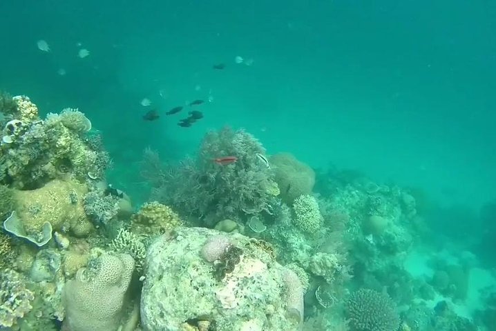 Snorkeling At Misali Island