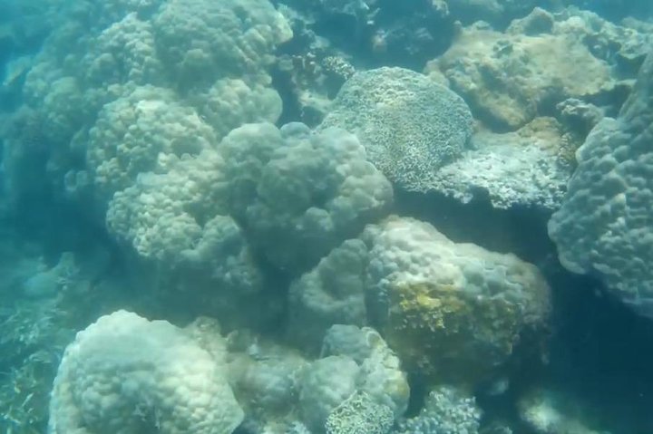 Snorkeling At Misali Island