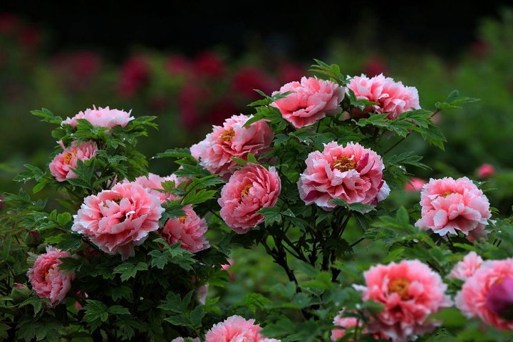 1-Day Luoyang tour to Longmen Grottoes and Peony Garden