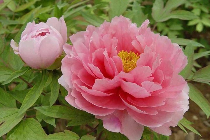 1-Day Luoyang tour to Longmen Grottoes and Peony Garden