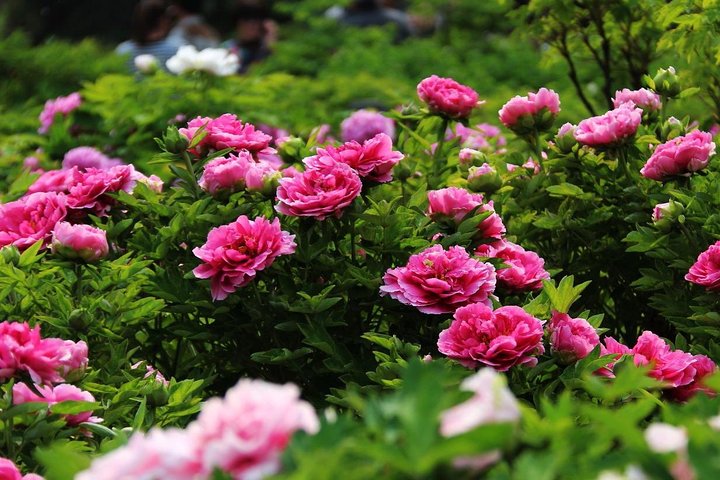 1-Day Luoyang tour to Longmen Grottoes and Peony Garden