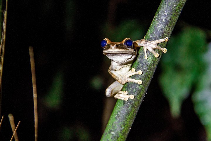 4 Days Amazon Immersive Experience in the Cuyabeno Reserve