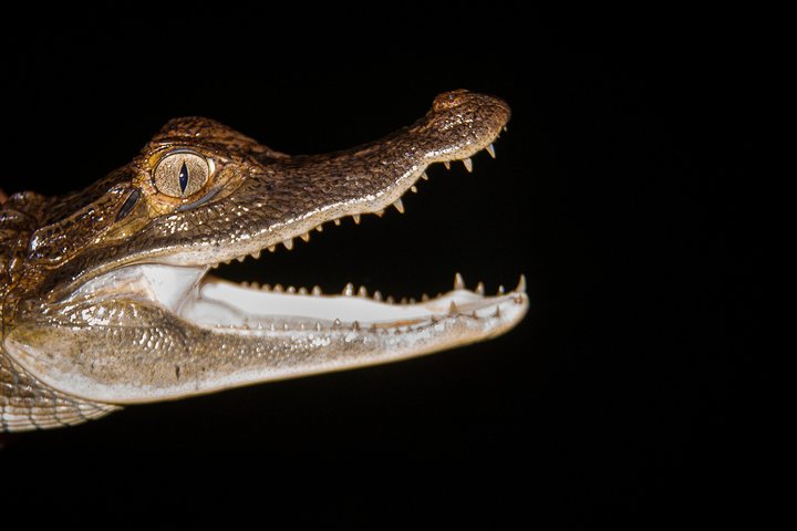 4 Days Amazon Immersive Experience in the Cuyabeno Reserve