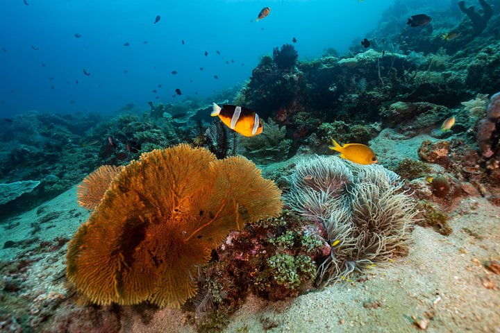 Discover Scuba Diving in Tulamben - Diving Initiation in Bali best diving sites
