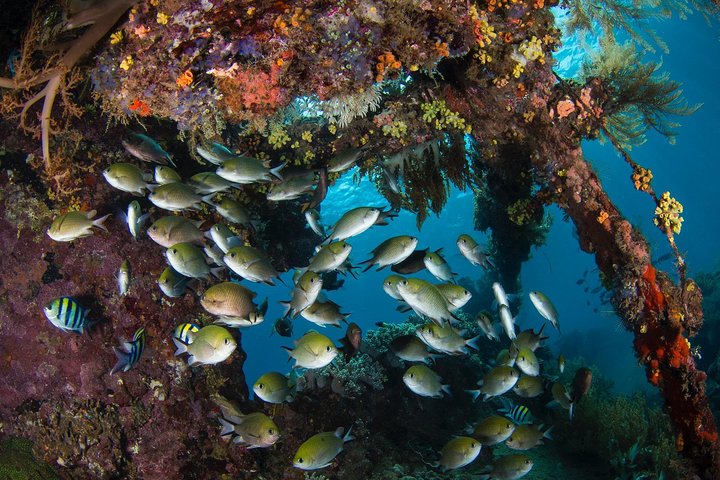 Discover Scuba Diving in Tulamben - Diving Initiation in Bali best diving sites