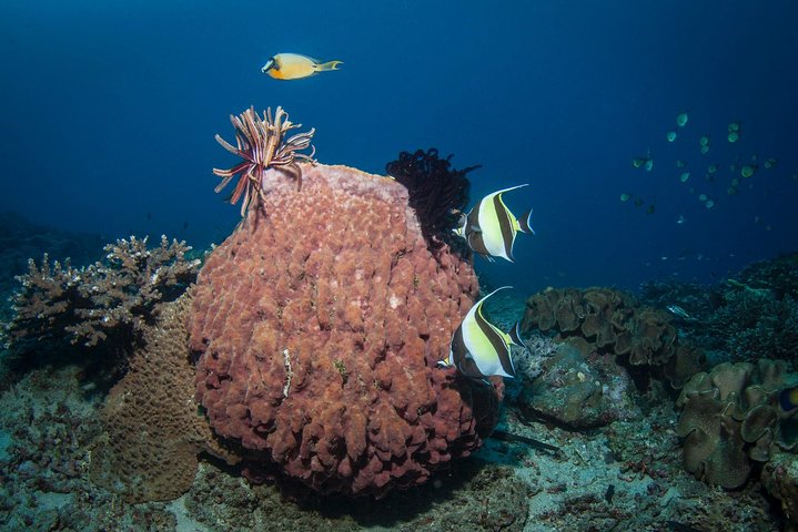 Discover Scuba Diving in Tulamben - Diving Initiation in Bali best diving sites