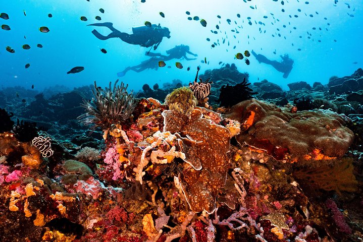 Discover Scuba Diving in Tulamben - Diving Initiation in Bali best diving sites