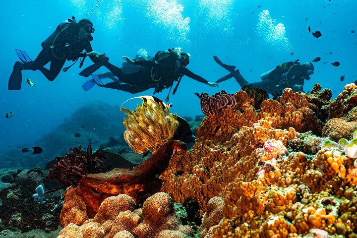 Discover Scuba Diving in Tulamben - Diving Initiation in Bali best diving sites
