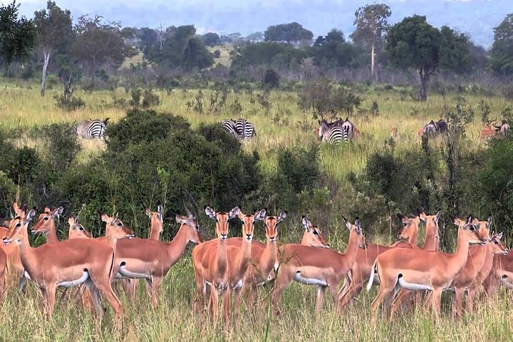 5 days Serengeti Wildebeest Migration Safari