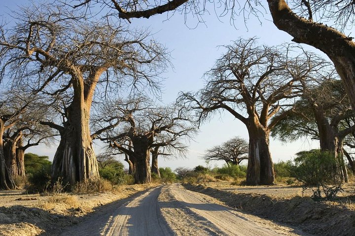 5 days Serengeti Wildebeest Migration Safari