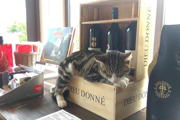 Cape Town Wine Tour: Stellenbosch & Franschhoek +Tastings & Lunch