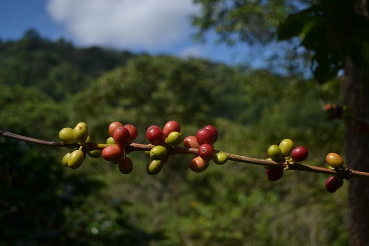 Private La Victoria Coffee Tour – Waterfalls & Minca