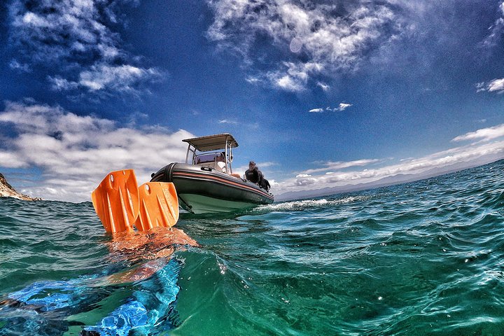 Swim with Seals