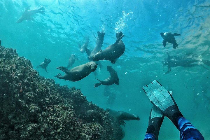 Swim with Seals
