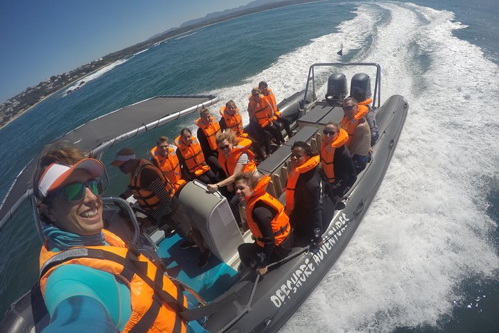 Swim with Seals