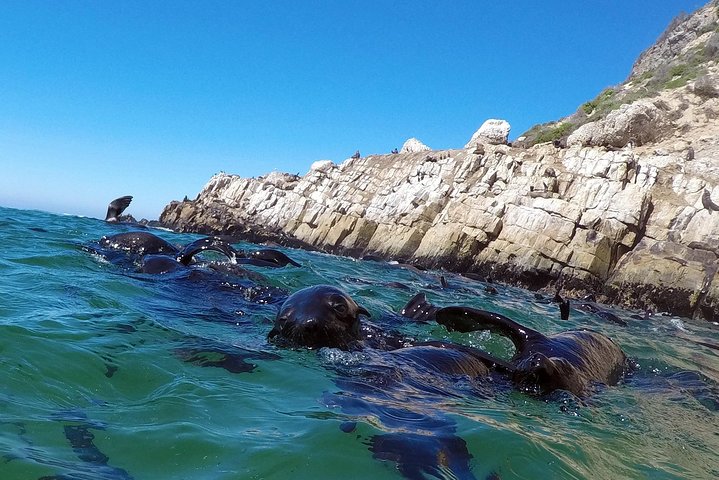 Swim with Seals