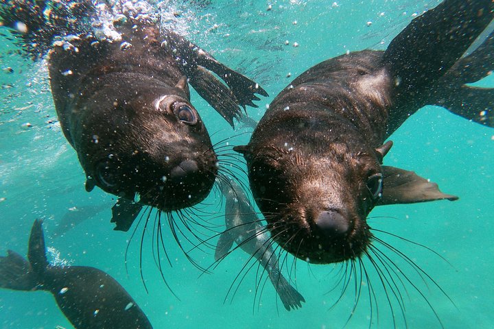 Swim with Seals