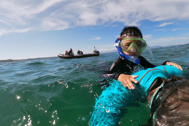 Swim with Seals