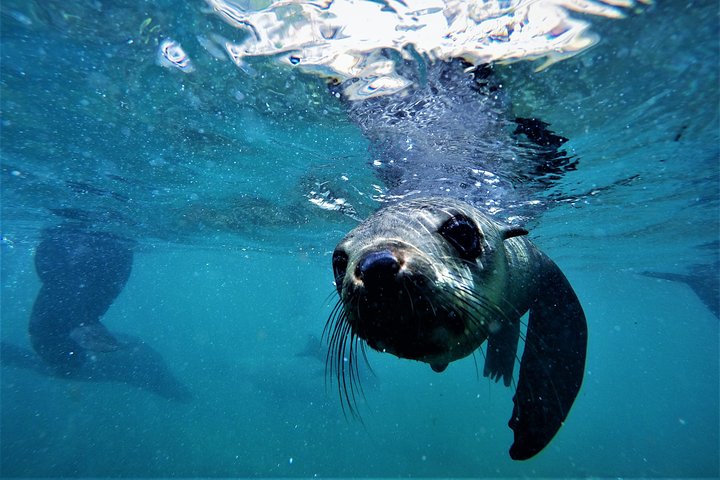 Swim with Seals