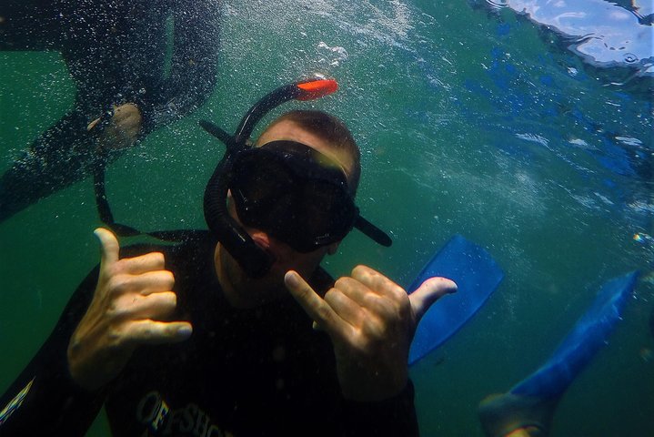 Swim with Seals